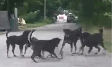 CLIP: Một mình đối đầu với sáu con chó nhà, chó sói vẫn chiến thắng vinh quang