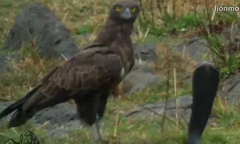 CLIP: Đụng độ đại bàng, rắn hổ mang chúa thua thảm chỉ với 1 chiêu của kẻ thù