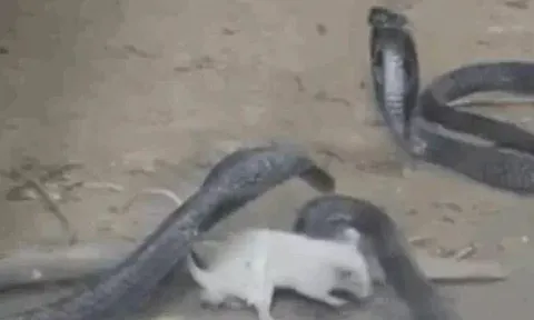 CLIP: Đụng độ 3 con rắn hổ mang 'khủng', chuột bạch nhỏ bé biến thành kẻ đi săn, cắn nát đầu đối thủ