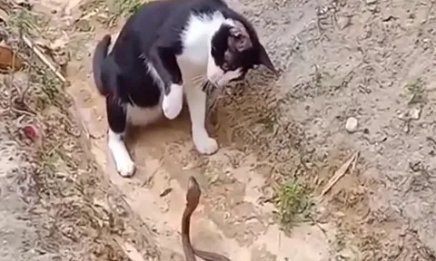 CLIP: Chạm trán mèo nhà, rắn hổ mang bị tát cho không trượt phát nào nhưng cái kết nó nhận được còn thảm hại hơn