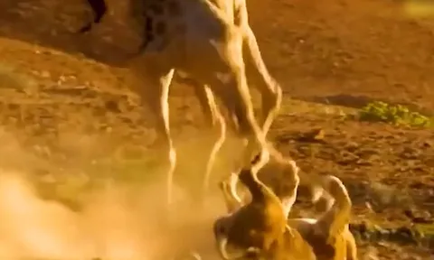 CLIP: Đi săn hươu cao cổ, sư tử bị con mồi đạp vỡ mồm