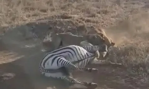 CLIP: Hai con sư tử hợp sức, hạ gục ngựa vằn trong tích tắc