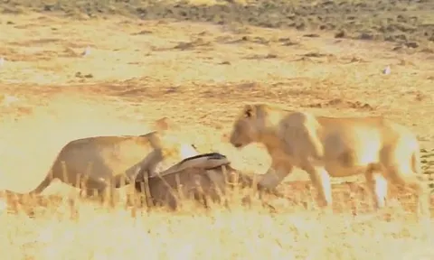 CLIP: Lởn vởn trước mặt sư tử, linh dương đầu bò bị chúa tể đồng cỏ 'xẻ thịt'