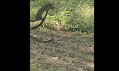 CLIP: Cuộc chiến sinh tử giữa cầy mangut và rắn