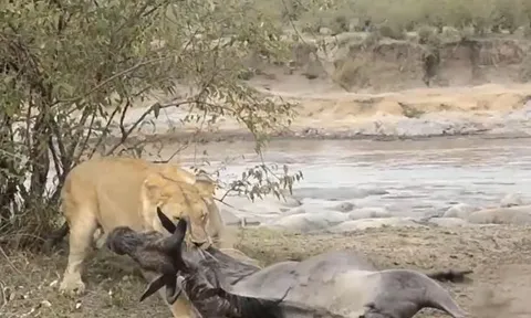 CLIP: Bị sư tử ngoạm cổ, linh dương đầu bò giả chết rồi thoát thân một cách khó tin