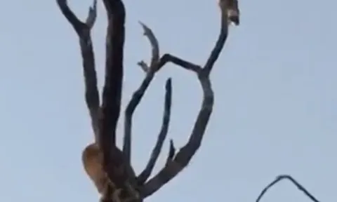 CLIP: Đi săn cầy Genetta, báo hoa mai nhận cái kết dở khóc dở cười