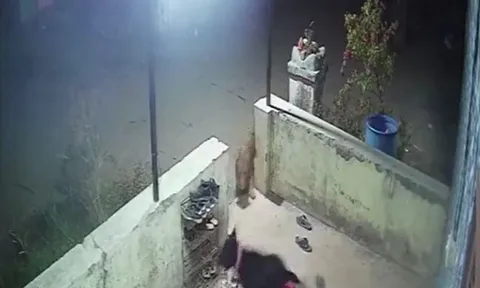 CLIP: Nửa đêm báo hoa mai lẻn vào sân truy sát chó nhà và cái kết khó tin