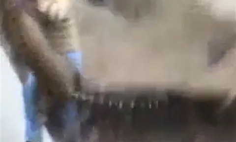 CLIP: Bị vây bắt, báo hoa mai nổi điên vồ người và cái kết khiến người xem thót tim