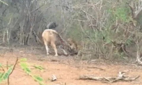 CLIP: Báo hoa mai ẩn nấp tài tình, tóm gọn trâu nước trong tích tắc