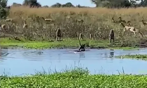 CLIP: Thấy đồng loại bị cá sấu tóm được khi đang uống nước, đàn khỉ đầu chó lao lại giải cứu và cái kết khó tin