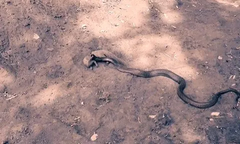 CLIP: Cầy mangut hạ gục hổ mang đen khổng lồ bằng những cú né đòn thần tốc