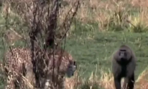 CLIP: Khỉ đầu chó hóa 'người hùng', giải cứu linh dương non khỏi nanh vuốt của báo săn