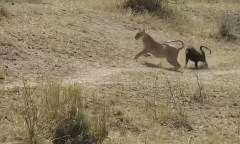 CLIP: Quá hiếu chiến, khỉ đầu chó biến thành bữa ăn ngon cho bầy sư tử