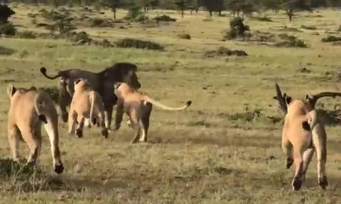 CLIP: 4 con sư tử cái hợp sức đánh đuổi sư tử đực để bảo vệ đàn con