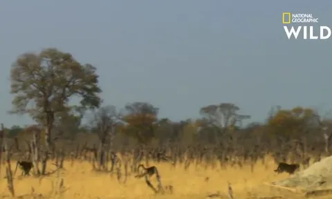 CLIP: Vào lãnh thổ của khỉ đầu chó uống nước, báo săn bị đuổi cho 'chạy té khói'