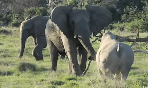 CLIP: Chủ động tấn công voi, tê giác nhận cái kết ê chề