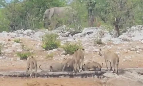 CLIP: Voi nghĩa hiệp, cố gắng cứu tê giác mắc lầy khỏi đàn sư tử 