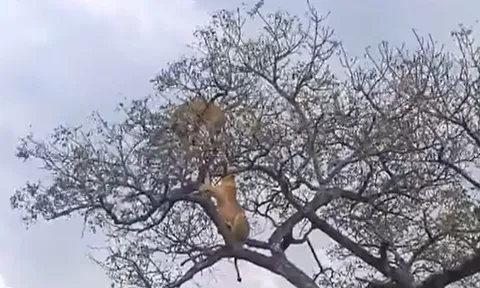 CLIP: Bị sư tử leo lên cây truy sát, báo đốm thoát chết ngoạn mục nhờ 'vị cứu tinh' lạ