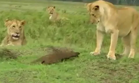 CLIP: Lao và cà khịa bầy sư tử, cầy Mangut nhận cái kết khó tin