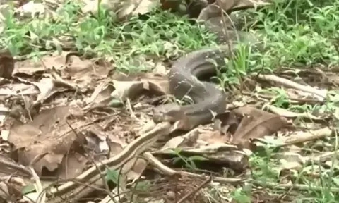 CLIP: Đụng độ rắn hổ mang chúa 'khủng', rắn sọc dưa trở thành miếng mồi ngon cho loài rắn độc