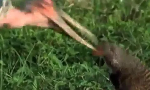 CLIP: Cầy Mangut quyết chiến với cò Marabou để bảo vệ con và cái kết 'muối mắt' cho kẻ đi săn