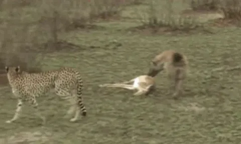 CLIP: Linh dương Impala diễn cảnh giả chết giỏi hơn cả diễn viên, đánh lừa báo săn và linh cẩu để chạy thoát thân