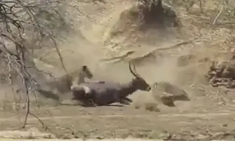 CLIP: Vừa săn được linh dương, cá sấu vội vã bỏ chạy khi loài vật này xuất hiện 