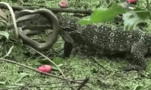CLIP: Kỳ đà dễ dàng tóm gọn rồi mukbang loài rắn sở hữu chất độc chết người 