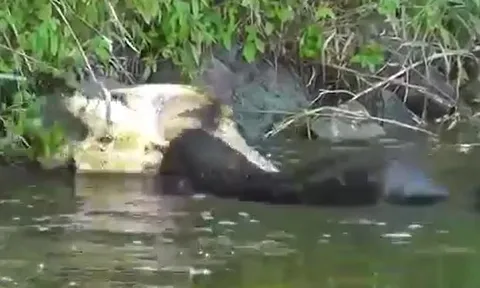 CLIP: Mặc lớp vỏ cứng như đá, rái cá vẫn dễ dàng ăn thịt rùa