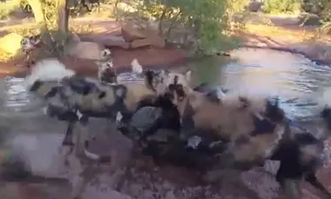 CLIP: Đang tắm bùn, lợn lòi bị bầy chó hoang châu Phi tấn công và cái kết