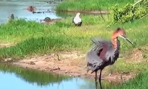 CLIP: Toan tính cướp mồi của vạc Gorilath, đại bàng cá châu Phi nhận cái kết bẽ mặt