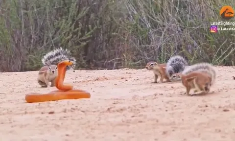 CLIP: Cầy mangut và sóc đất hợp sức đánh đuổi rắn hổ mang, cuộc chiến sinh tồn đầy kịch tính