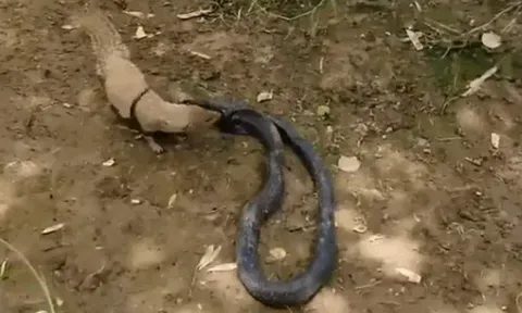 CLIP: Trận tử chiến giữa cầy mangut và rắn hổ mang chúa, kẻ chiến thắng cũng kiệt quệ