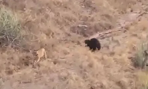 CLIP: Tiếp cận gấu ngựa, hổ bị đuổi cho 'chạy té khói'