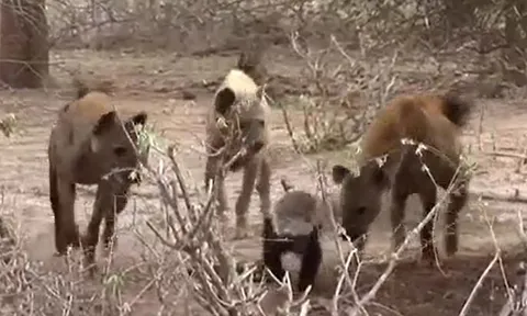 CLIP: Một mình đối đầu với đàn linh cẩu, lửng mật vẫn chiếm thế thượng phong