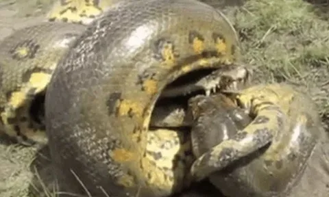 CLIP: Tham ăn nuốt cá sấu, trăn 'khủng' và con mồi cùng đồng quy vô tận