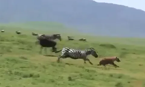 CLIP: 'Ngứa mắt' vì linh cẩu lởn vởn trước mặt, ngựa vằn nổi điên truy đuổi kẻ đi săn 'chạy té khói'