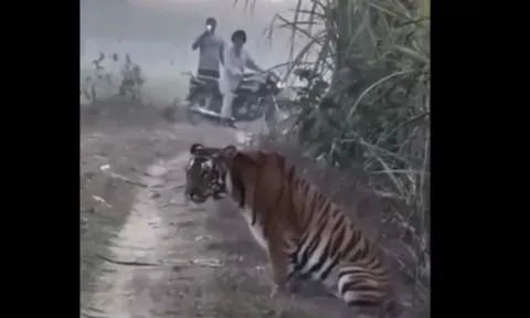 CLIP: Thót tim trước khoảnh khắc người dân thản nhiên ghi hình hổ dữ bên ruộng mía