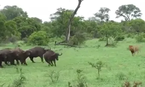 CLIP: Sư tử đực liều lĩnh lao vào vòng vây của đàn trâu rừng để kiếm ăn và cái kết