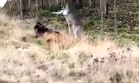 CLIP: Đụng độ, chó becgie và kangaroo lao vào đánh nhau túi bụi khiến cảnh sát phải can thiệp