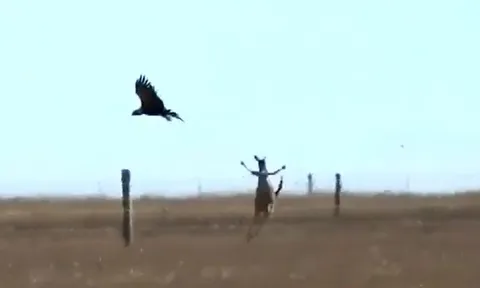 CLIP: Đi săn Kangaroo, đại bàng 'khủng' suýt bị con mồi 'hành' chết