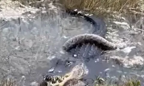 CLIP: Đụng độ cá sấu khổng lồ, trăn trả giá bằng cả tính mạng