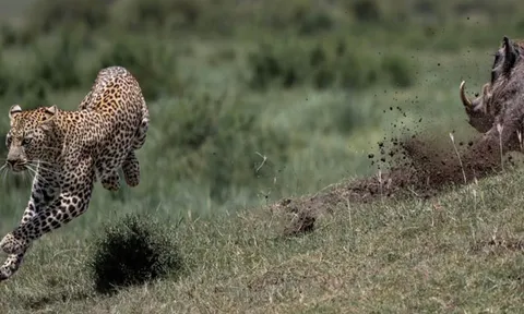 CLIP: Đào hang săn lợn bướu, báo hoa mai suýt bị con mồi húc chết