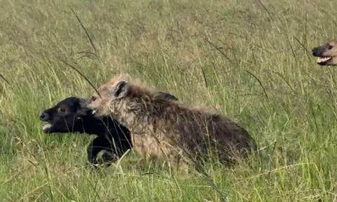 CLIP: Màn săn mồi và bảo vệ bữa ăn cực kỳ kịch tính của bầy linh cẩu trước sư tử