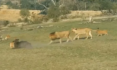 CLIP: Rơi vào vòng vây của đại gia đình sư tử, trâu rừng nhận cái kết đầy đau đớn