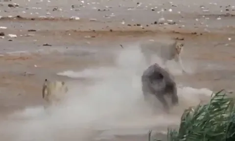 CLIP: Đang bụng mang dạ chửa, một mình tê giác vẫn 'cân' được đàn sư tử