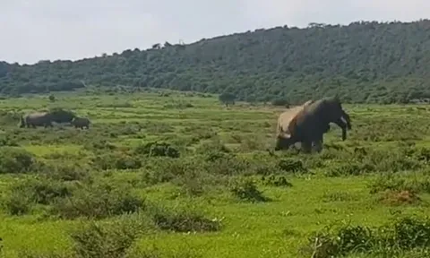 CLIP: Cà khịa tê giác, trâu rừng bị húc văng lên không trung