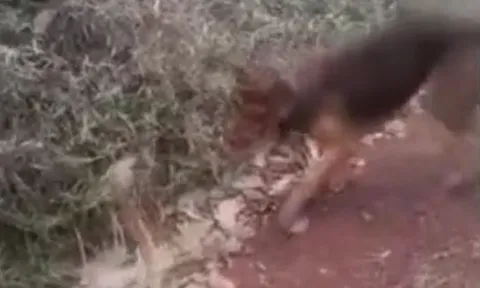 CLIP: Đụng độ rắn hổ mang chúa, chó nhà hiếu chiến phải trả giá bằng cả tính mạng