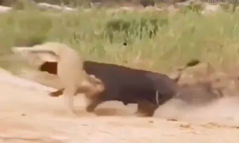 CLIP: Trâu rừng nổi điên húc văng sư tử giải cứu đồng loại và cái kết đầy đau đớn cho kẻ đi săn