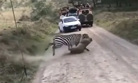 CLIP: Đi săn ngựa vằn, sư tử nhận cái kết đầy đau đớn